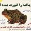 قورباغه را قورت بده 2